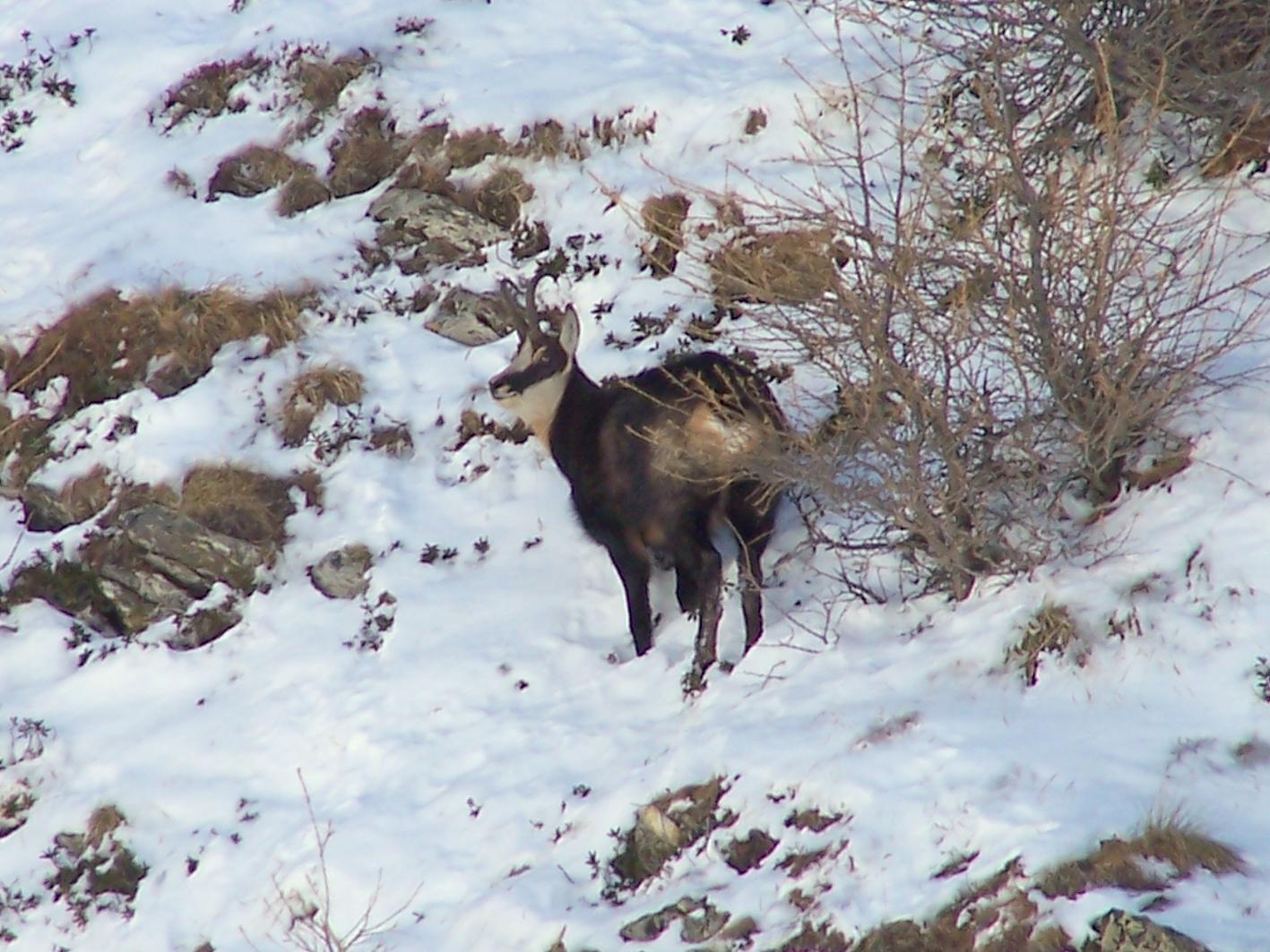 Camosci nella neve (secondo ed ultimo)
